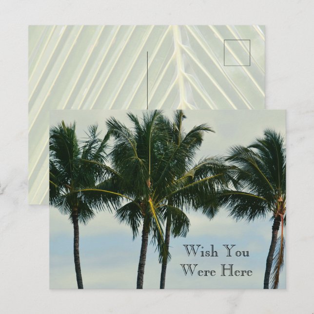 Kauai Hawaii Tropical Palm Trees Postcard (Front/Back)