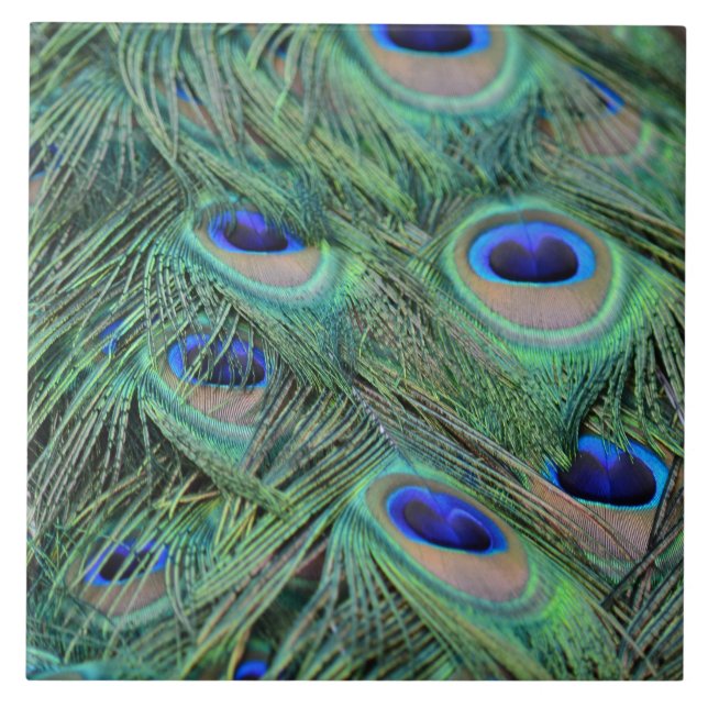 Kauai Peacock Feathers Tile (Front)