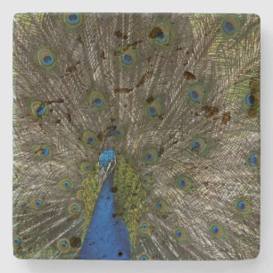 Kauai Peacock Stone Coaster