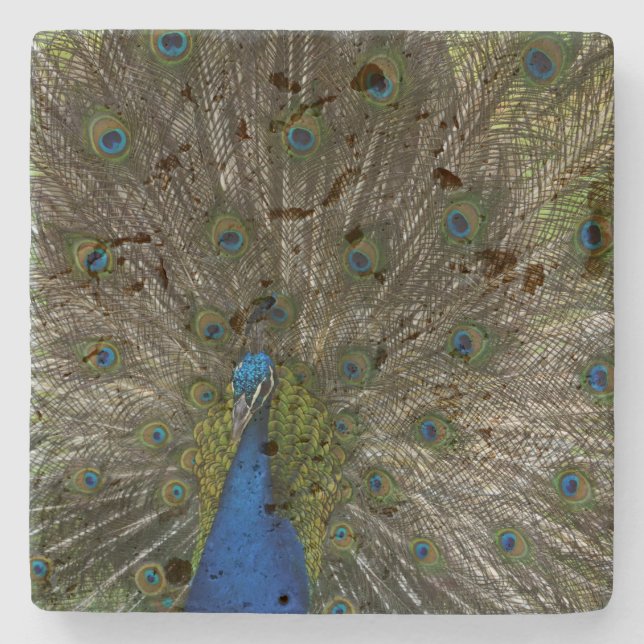 Kauai Peacock Stone Coaster (Front)