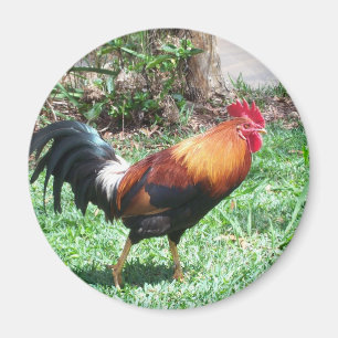 Kauai Rooster Magnet