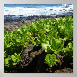 Kauai succulents 1 poster