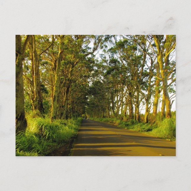Kauai - The road to Poipu Postcard (Front)