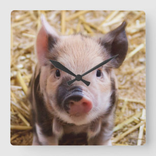 Kawaii cute adorable farm baby piglet pig animal square wall clock