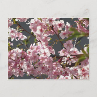 Kawazu-zakura (Cherry Blossom): Tokyo Postcard