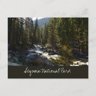 Kaweah River in Sequoia Postcard