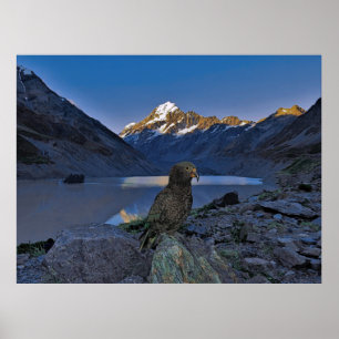 Kea and Aoraki Poster