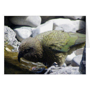 Kea : Le perroquet alpin