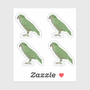 Kea New Zealand Bird
