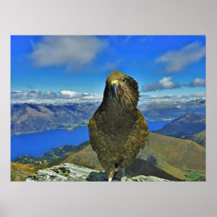 Kea of Ben Lomond Poster
