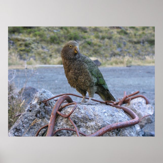 Kea Poster (Front)