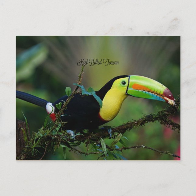Keel Billed Toucan, tropical bird Postcard (Front)