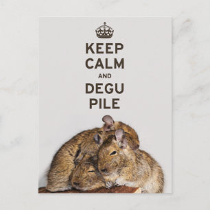 Keep Calm and Degu Pile Postcard