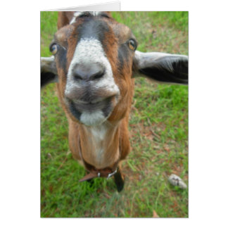 keepin my gap! Mariah the Goat card