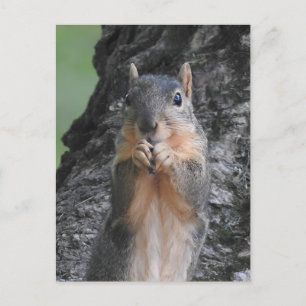 Keeping in Touch   Funny Cute Squirrel Postcard
