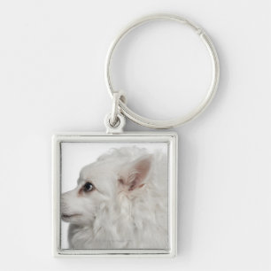 Keeshond (10 years old) close-up keychain