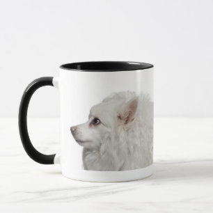 Keeshond (10 years old) close-up mug