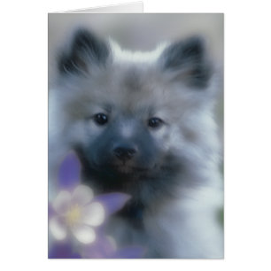 Keeshond and Columbine - Dog Photograph