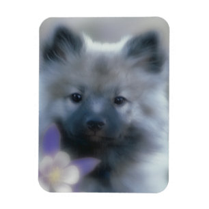 Keeshond and Columbine - Dog Photograph Magnet