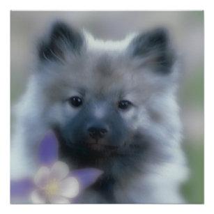 Keeshond and Columbine  - Dog Photograph Poster