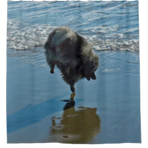 Keeshond Ballet Photograph - Cute Original Dog Art