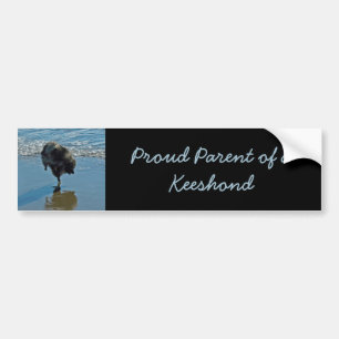 Keeshond Ballet Photograph - Cute Original Dog Art Bumper Sticker