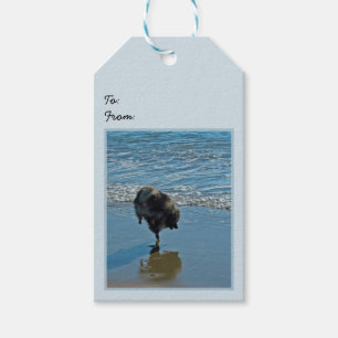 Keeshond Ballet Photograph - Cute Original Dog Art Gift Tags