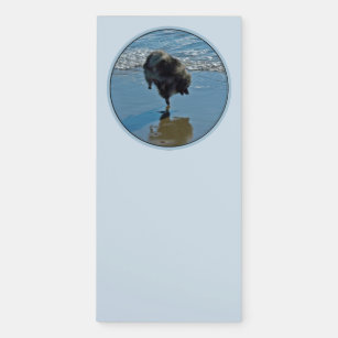 Keeshond Ballet Photograph - Cute Original Dog Art Magnetic Notepad