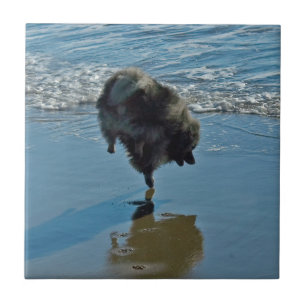 Keeshond Ballet Photograph - Cute Original Dog Art Tile