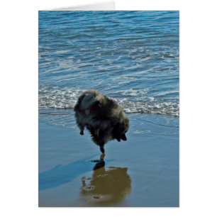 Keeshond Ballet Photographie - Joli chien d'origin