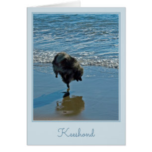 Keeshond Ballet Photographie - Joli chien d'origin