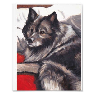 Keeshond Dog Art Print