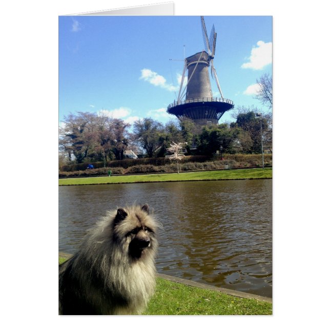 Keeshond et Dutch Windmill (Devant)