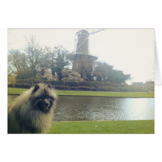 Keeshond et Windmill