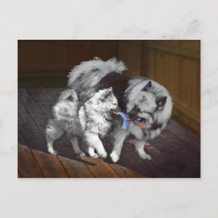 Keeshond Playtime Painting - Cute Original Dog Art Postcard