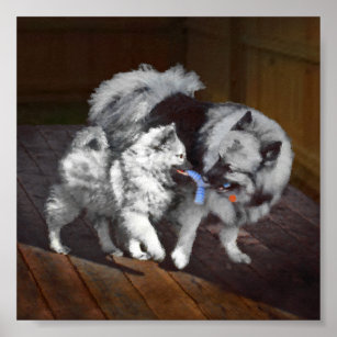 Keeshond Playtime Painting - Cute Original Dog Art Poster