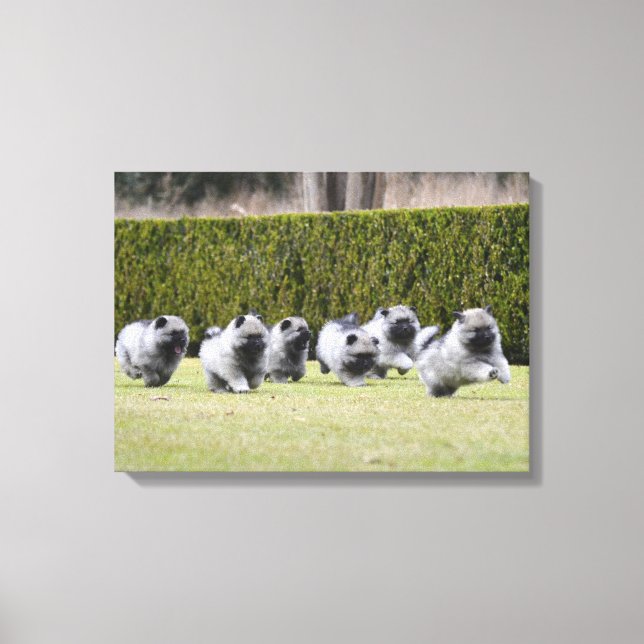 Keeshond puppies running canvas print (Front)