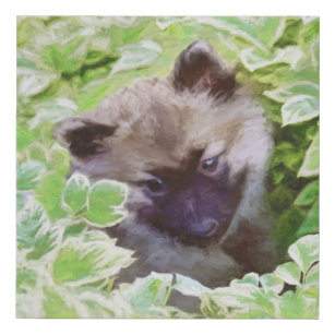 Keeshond Puppy in the Garden Painting Original Art Faux Canvas Print