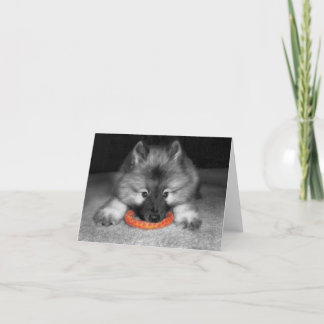 Keeshond Puppy Note Card