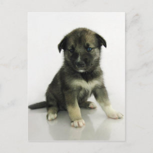 Keeshond Siberian Husky Crossbreed Puppy Postcard