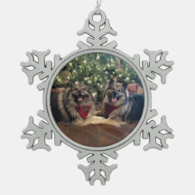 Keeshond with Christmas Tree