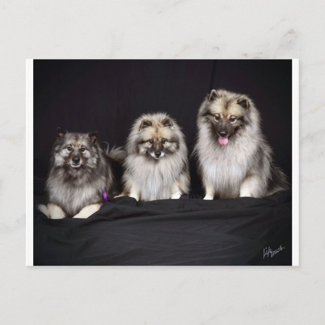 Keeshonden "Pour les gardiens !" Carte postale (Devant)