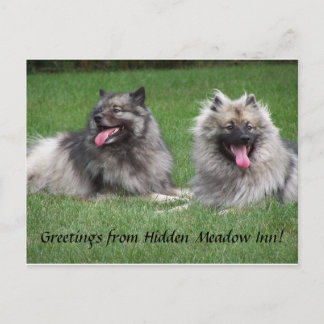 Keeshonds Apache et carte postale de sourire de