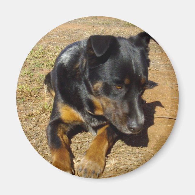 Kelpie_Farm_Life,_ Magnet (Front)