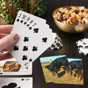 Kelpie Sooky Face, Playing Cards