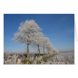 Kelso Trees