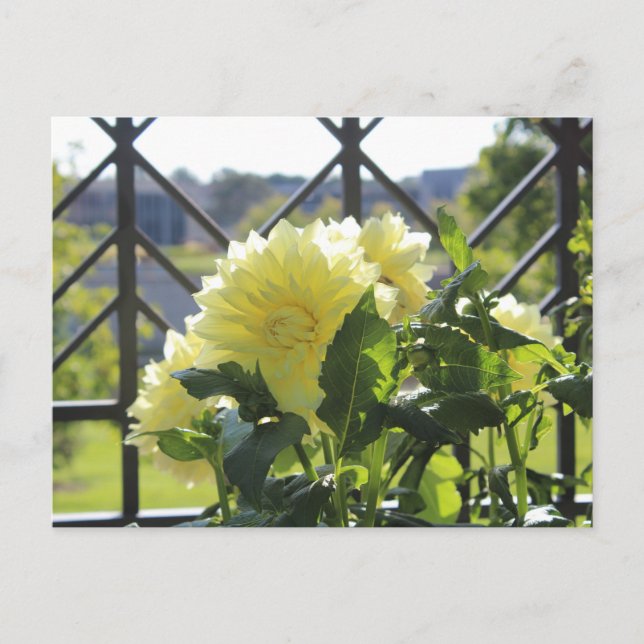 Kelvin Floodlight Dinnerplate Dahlia Postcard (Front)