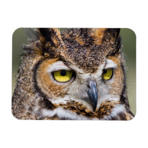 Kendall County, Texas. Great Horned Owl Magnet