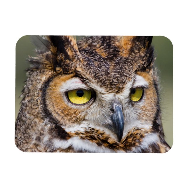 Kendall County, Texas. Great Horned Owl Magnet (Horizontal)