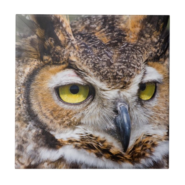Kendall County, Texas. Great Horned Owl Tile (Front)